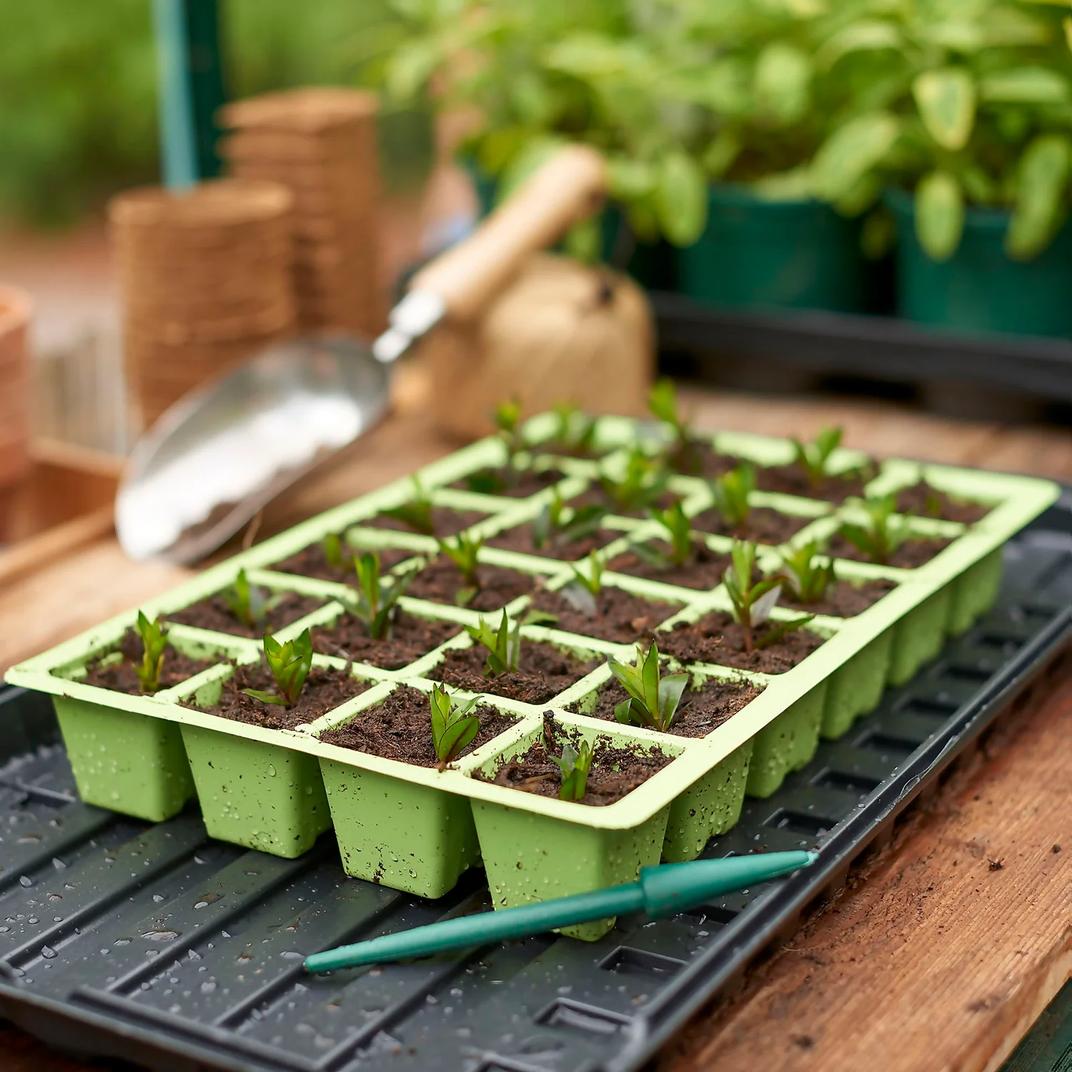 Cell Seed Tray Inserts