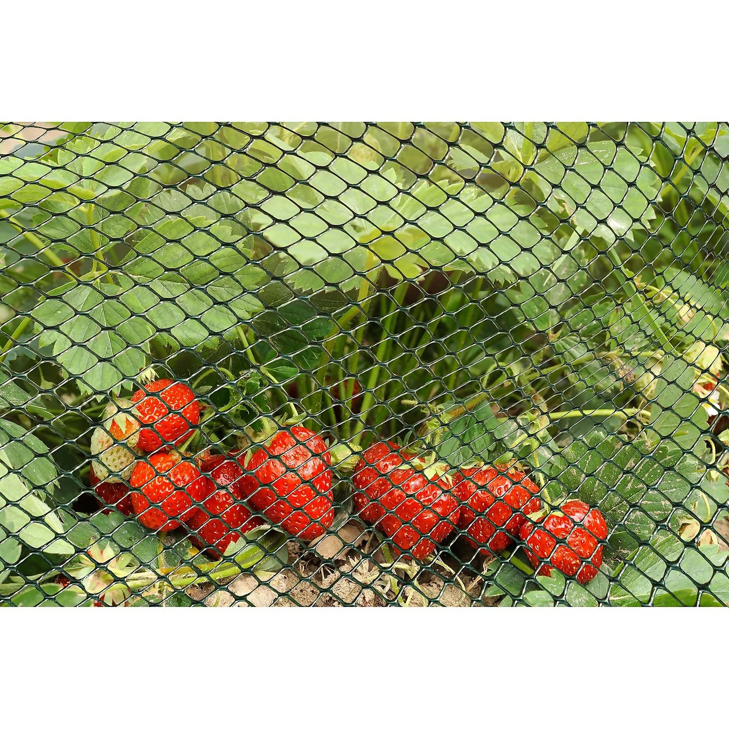 15mm Green Multi-Mesh - 5m X 1m - Image 2