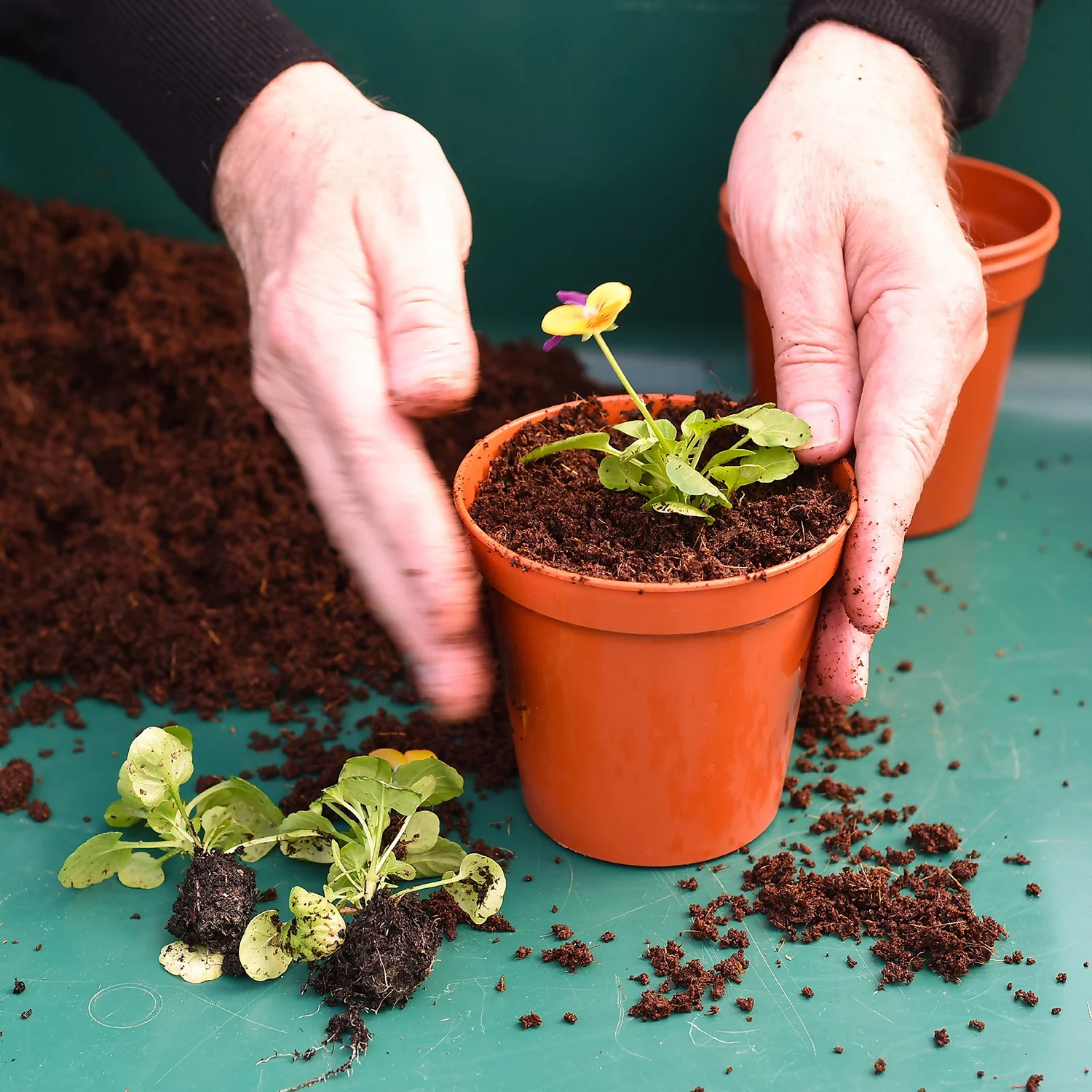 Coco & Coir Coco Boost All Purpose Compost With Added Nutrients - 15L - Image 3