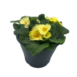 Ibiza Coloured Pot 21cm Primrose Spring